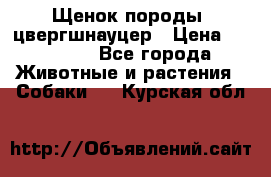 Щенок породы  цвергшнауцер › Цена ­ 30 000 - Все города Животные и растения » Собаки   . Курская обл.